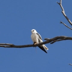 Elanus axillaris at Michelago, NSW - 28 May 2012 01:49 PM