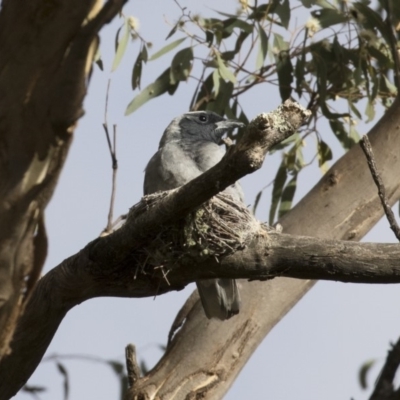 Coracina novaehollandiae (Black-faced Cuckooshrike) at Michelago, NSW - 16 Jan 2018 by Illilanga