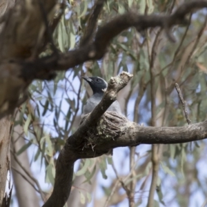 Coracina novaehollandiae at Michelago, NSW - 16 Jan 2018