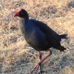 Porphyrio melanotus (Australasian Swamphen) at Bonython, ACT - 14 Aug 2018 by MichaelBedingfield