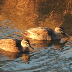 Anas superciliosa (Pacific Black Duck) at Bonython, ACT - 14 Aug 2018 by michaelb