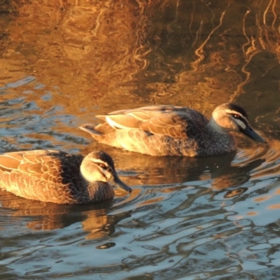 Anas superciliosa (Pacific Black Duck) at Stranger Pond - 14 Aug 2018 by MichaelBedingfield