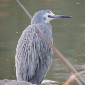 Egretta novaehollandiae at Bonython, ACT - 14 Aug 2018