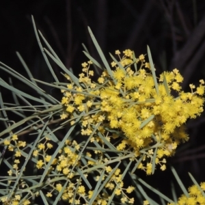 Acacia boormanii at Bonython, ACT - 14 Aug 2018