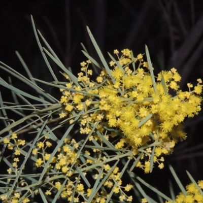 Acacia boormanii (Snowy River Wattle) at Bonython, ACT - 14 Aug 2018 by MichaelBedingfield
