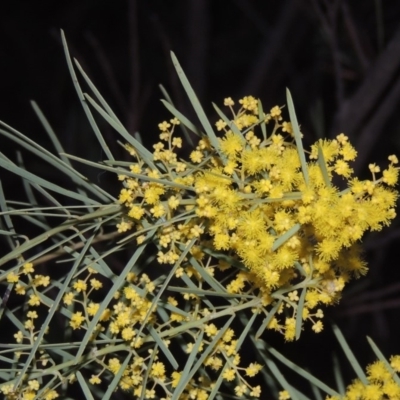 Acacia boormanii (Snowy River Wattle) at Bonython, ACT - 14 Aug 2018 by michaelb