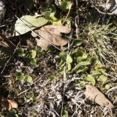 Dichondra sp. Inglewood (J.M.Dalby 86/93) Qld Herbarium (Kidney Weed) at Illilanga & Baroona - 16 Aug 2018 by Illilanga