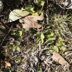 Dichondra sp. Inglewood (J.M.Dalby 86/93) Qld Herbarium at Michelago, NSW - 16 Aug 2018 01:57 PM