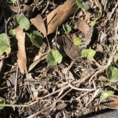 Dichondra sp. Inglewood (J.M.Dalby 86/93) Qld Herbarium at Michelago, NSW - 16 Aug 2018 01:57 PM