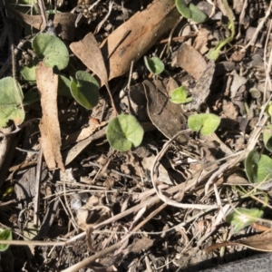 Dichondra sp. Inglewood (J.M.Dalby 86/93) Qld Herbarium at Michelago, NSW - 16 Aug 2018 01:57 PM