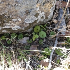 Dichondra sp. Inglewood (J.M.Dalby 86/93) Qld Herbarium at Michelago, NSW - 16 Aug 2018 01:57 PM