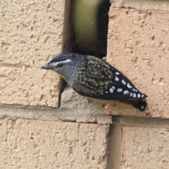 Pardalotus punctatus (Spotted Pardalote) at Higgins, ACT - 23 Aug 2018 by AlisonMilton