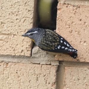 Pardalotus punctatus at Higgins, ACT - 23 Aug 2018 09:45 AM