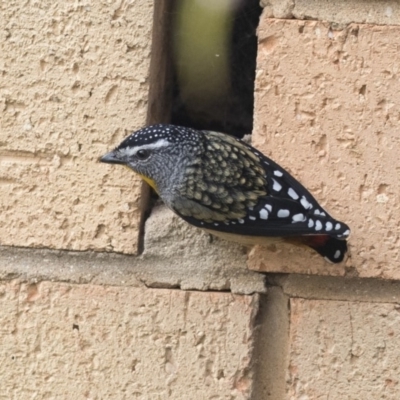 Pardalotus punctatus (Spotted Pardalote) at Higgins, ACT - 23 Aug 2018 by AlisonMilton