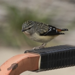 Pardalotus punctatus at Higgins, ACT - 23 Aug 2018 09:45 AM