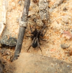 Unidentified Wolf spider (Lycosidae) (TBC) at Aranda, ACT - 22 Aug 2018 by CathB