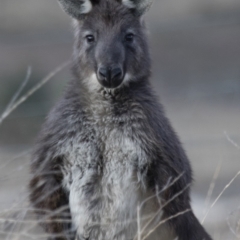 Osphranter robustus robustus (Eastern Wallaroo) at Michelago, NSW - 22 Aug 2018 by Illilanga