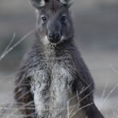 Osphranter robustus robustus (Eastern Wallaroo) at Illilanga & Baroona - 22 Aug 2018 by Illilanga