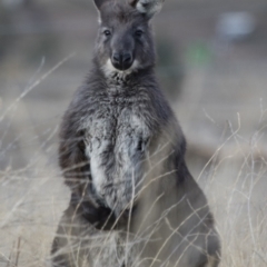 Osphranter robustus robustus at Michelago, NSW - 22 Aug 2018