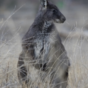 Osphranter robustus robustus at Michelago, NSW - 22 Aug 2018