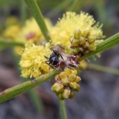 Notoncus sp. (genus) (A Notoncus ant) at Aranda, ACT - 21 Aug 2018 by CathB