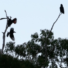 Calyptorhynchus lathami lathami (Glossy Black-Cockatoo) at South Pacific Heathland Reserve - 23 Aug 2018 by CharlesDove