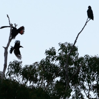 Calyptorhynchus lathami lathami (Glossy Black-Cockatoo) at South Pacific Heathland Reserve - 22 Aug 2018 by Charles Dove