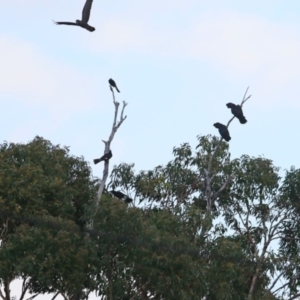 Calyptorhynchus lathami lathami at South Pacific Heathland Reserve - suppressed