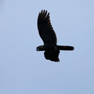 Calyptorhynchus lathami lathami at South Pacific Heathland Reserve - suppressed