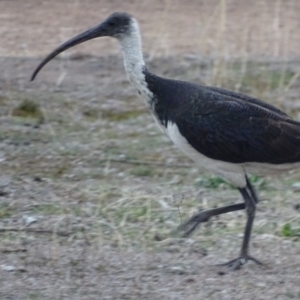 Threskiornis spinicollis at Red Hill, ACT - 23 Aug 2018 05:15 PM