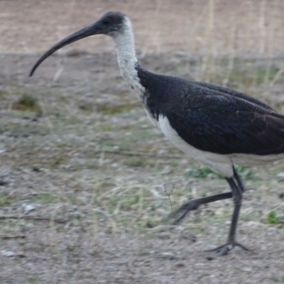 Threskiornis spinicollis (Straw-necked Ibis) at Red Hill Nature Reserve - 23 Aug 2018 by roymcd