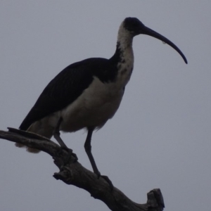 Threskiornis spinicollis at Red Hill, ACT - 23 Aug 2018 05:15 PM