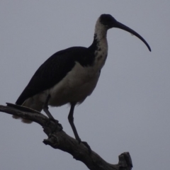 Threskiornis spinicollis at Red Hill, ACT - 23 Aug 2018