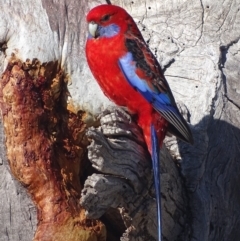 Platycercus elegans (Crimson Rosella) at Red Hill, ACT - 16 Aug 2018 by roymcd