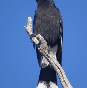 Strepera graculina at Garran, ACT - 17 Aug 2018 10:30 AM