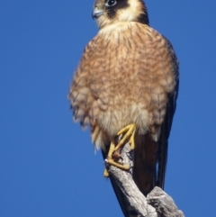 Falco longipennis (Australian Hobby) at Garran, ACT - 17 Aug 2018 by roymcd