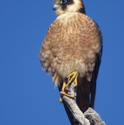Falco longipennis (Australian Hobby) at Garran, ACT - 17 Aug 2018 by roymcd