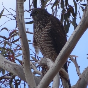 Accipiter fasciatus at Red Hill, ACT - 22 Aug 2018