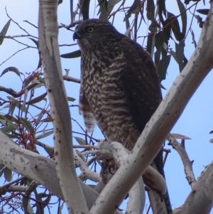 Tachyspiza fasciata at Red Hill, ACT - 22 Aug 2018