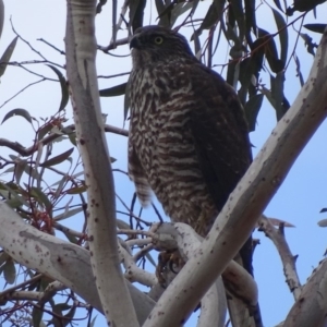 Accipiter fasciatus at Red Hill, ACT - 22 Aug 2018