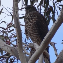 Accipiter fasciatus at Red Hill, ACT - 22 Aug 2018