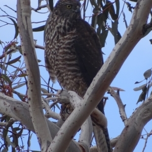 Accipiter fasciatus at Red Hill, ACT - 22 Aug 2018