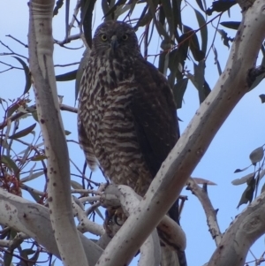 Accipiter fasciatus at Red Hill, ACT - 22 Aug 2018