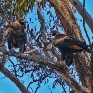 Aquila audax at Googong, NSW - 21 Aug 2018 11:05 AM