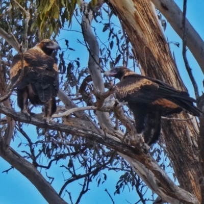 Aquila audax (Wedge-tailed Eagle) at Googong, NSW - 21 Aug 2018 by Wandiyali