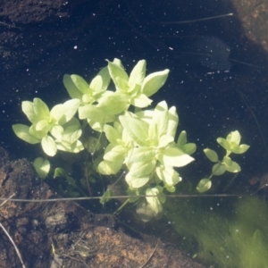 Veronica anagallis-aquatica at Michelago, NSW - 16 Aug 2018