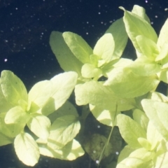 Veronica anagallis-aquatica at Michelago, NSW - 16 Aug 2018