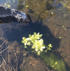 Veronica anagallis-aquatica at Michelago, NSW - 16 Aug 2018