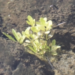 Veronica anagallis-aquatica at Michelago, NSW - 16 Aug 2018