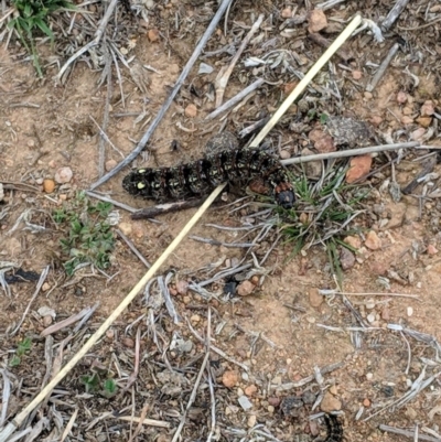 Apina callisto (Pasture Day Moth) at Mount Mugga Mugga - 23 Aug 2018 by JackyF